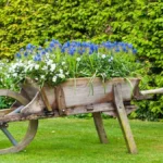 a wheelbarrow full of plants uses of whellbarrow in the garden