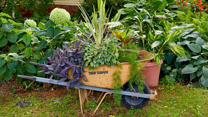 uses of wheelbarrow in the garden
a wheelbarrow full of plants