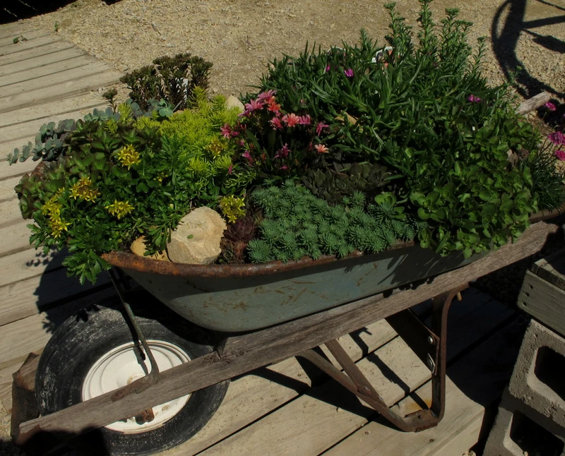 a wheelbarrow full of plants
Wheelbarrow For Planting
Can I Use a Wheelbarrow For Planting?
what wheelbarrow should i use for panting 