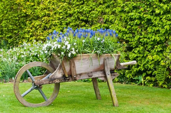 Uses of wheelbarrow in the garden
a wheelbarrow with flowers in it
