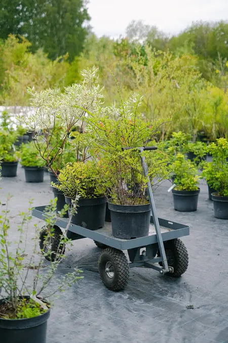 a cart with plants in it
Wheelbarrow For Planting
Can I Use a Wheelbarrow For Planting?
what wheelbarrow should i use for panting 